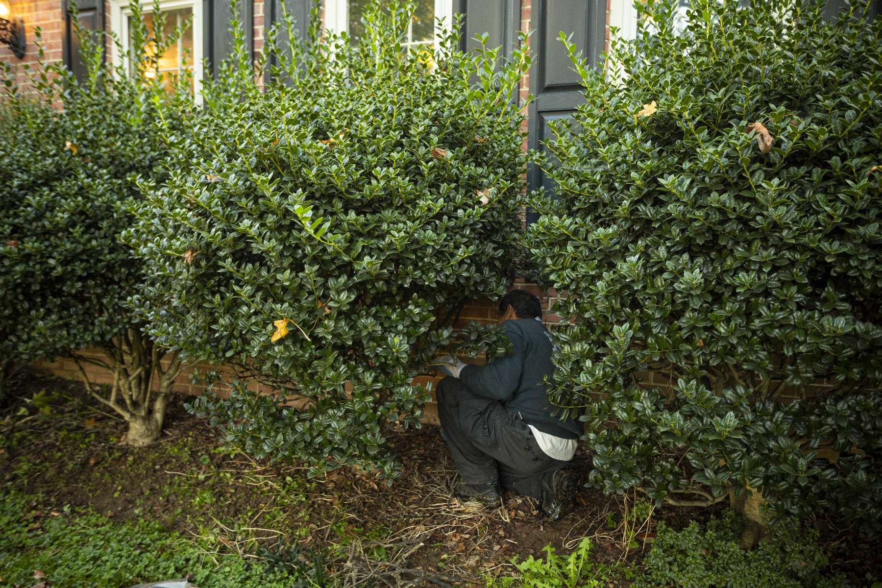 Pruning Shrubs How to Prune, When to Prune, and The Cost of Pruning Services